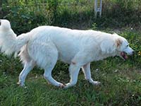 abruzzese shepherd dog